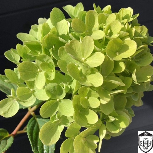Hydrangea paniculata 'Mojito' - Aedhortensia 'Mojito' C5/5L